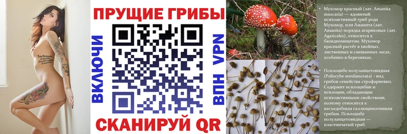 Галлюциногенные грибы Cubensis  Тбилисская 